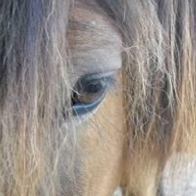 Ferme Equestre Les Chevaliers Hotell Penol Eksteriør bilde